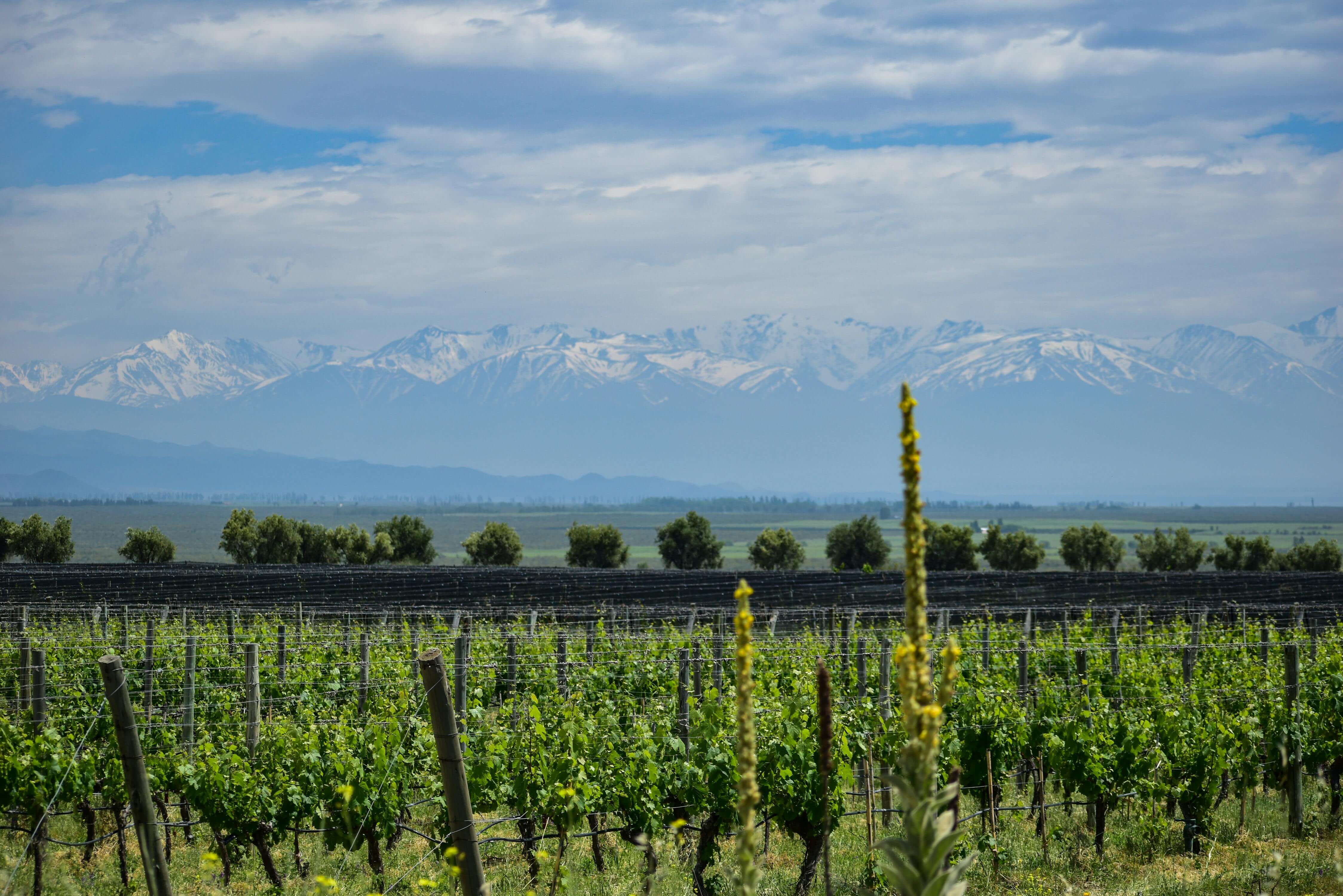 Vista panorámica de un viñedo en Mendoza con los Andes de fondo